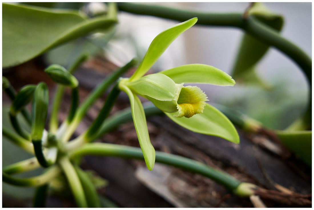 Fleur d'orchidée de vanille, Madagascar